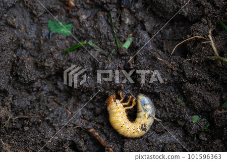 Larva of the underground pest of the vegetable garden - mole cricket. Close-up on the ground. Larva of the underground pest of the vegetable garden - mole cricket. Close-up on the ground. 101596363