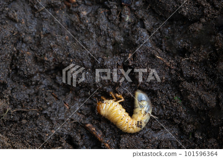 Larva of the underground pest of the vegetable garden - mole cricket. Close-up on the ground. Larva of the underground pest of the vegetable garden - mole cricket. Close-up on the ground. 101596364
