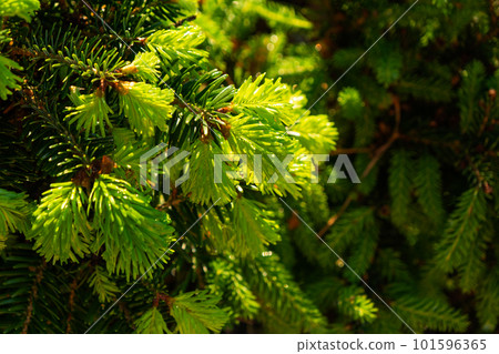 Young shoots with fresh bright green needles on spruce branches 101596365