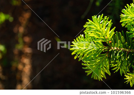 Young shoots with fresh bright green needles on spruce branches Young shoots with fresh bright green needles on spruce branches 101596366