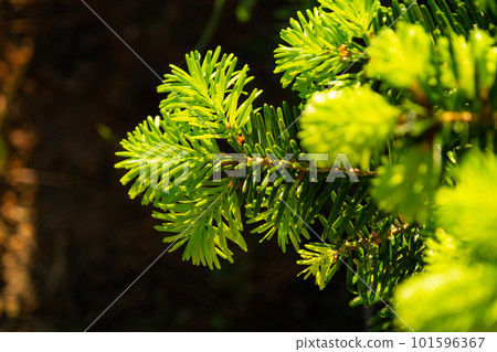 Young shoots with fresh bright green needles on spruce branches Young shoots with fresh bright green needles on spruce branches 101596367