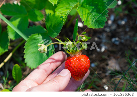 A ripe and juicy strawberry berry on a bed in your garden. Eco-friendly berry grown by a farmer in the summer in the village, harvest 101596368