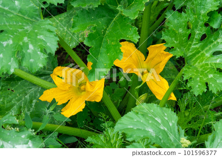 A large yellow zucchini flower in the garden. Flowering of vegetable crops, growing cucumber, pumpkin in the garden. Seedling, plant care, fertilizer and pest protection 101596377