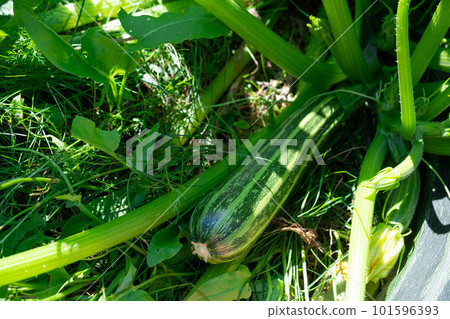Zucchini, pumpkin and courgette in the garden bed in a suburban area with a farm. Eco-friendly harvest, ecological garden, growing vegetables Zucchini, pumpkin and courgette in the garden bed in a suburban area with a farm. Eco-friendly harvest, ecological garden, growing vegetables 101596393