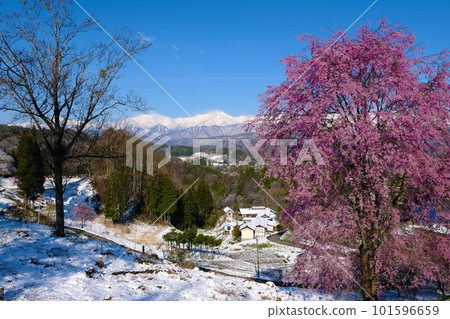 [Nagano] Cherry blossoms at the guardhouse 101596659