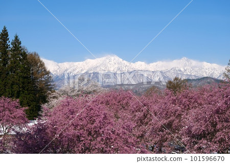 [Nagano] Cherry blossoms at the guardhouse 101596670