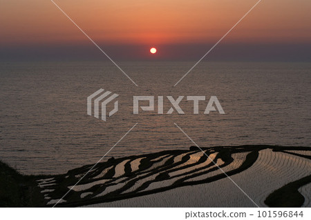 Shiroyone Senmaida in the evening 101596844