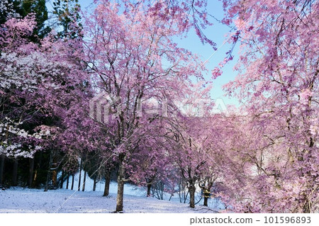 [Nagano] Cherry blossoms at the guardhouse 101596893