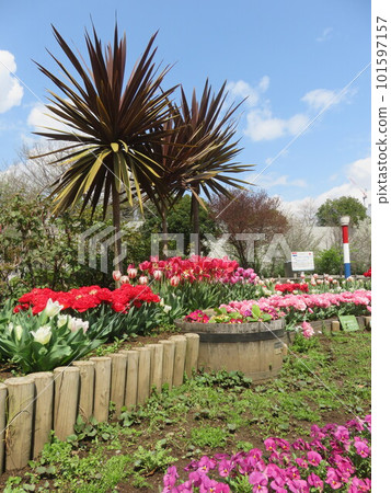 Flower bed with many tulips 101597157