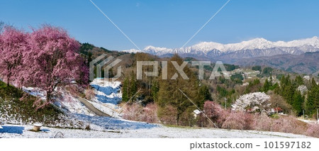 [Nagano] Cherry blossoms at the guardhouse 101597182