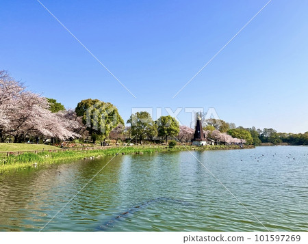 浮間公園風車和浮間池櫻花季 101597269
