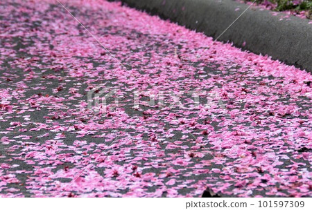 Road dyed in pink carpet Road dyed in pink carpet 101597309