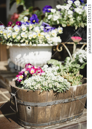 planted flower arrangement planted flower arrangement 101597315