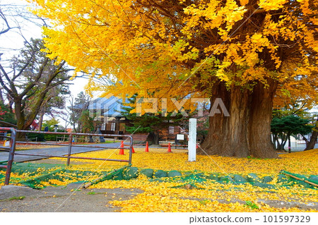 Ginkgo biloba, autumn leaves, yellow leaves, Senshoji 101597329