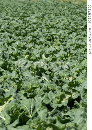Cabbage field on Miura Peninsula 101597392