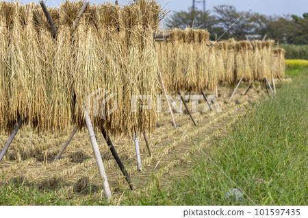 Rice on a rice rack after harvesting Rice on a rice rack after harvesting 101597435