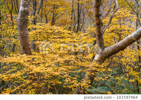 萬代秋葉 101597464