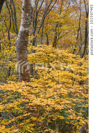 萬代秋葉 101597465