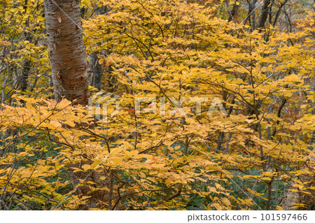 萬代秋葉 101597466