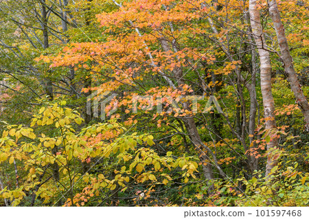 Autumn leaves of Bandai 101597468
