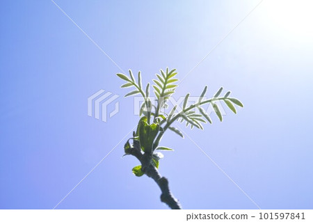 Fresh greenery shining against the blue sky 101597841