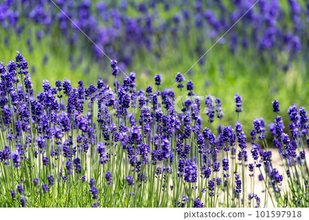 Lavender field of Furano, Hokkaido Lavender field of Furano, Hokkaido 101597918