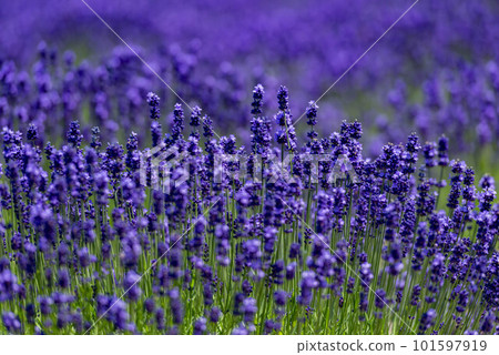 Lavender field of Furano, Hokkaido Lavender field of Furano, Hokkaido 101597919
