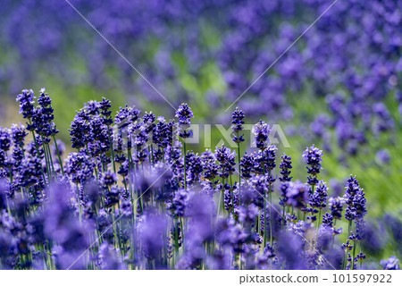 Lavender field of Furano, Hokkaido Lavender field of Furano, Hokkaido 101597922