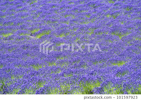 Lavender field of Furano, Hokkaido Lavender field of Furano, Hokkaido 101597923