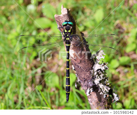Male Anotogaster sieboldii 101598142