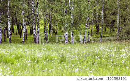 Summer. A lawn with blooming white dandelions and birches. Summer. A lawn with blooming white dandelions and birches. 101598191