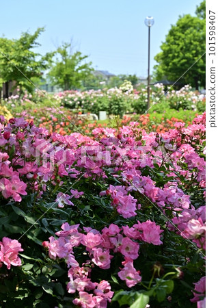 埼玉縣伊那町的玫瑰園 埼玉縣伊那町的玫瑰園 101598407