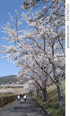賞櫻花 101598723