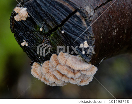 Mushroom World Suehirotake 101598758