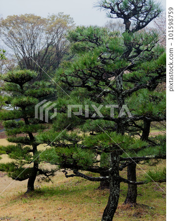 Iwate Prefectural Tree: Nanbu Akamatsu, Pinaceae 101598759