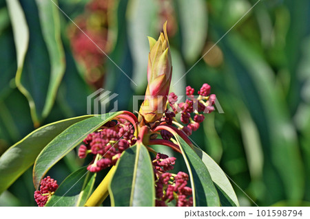 Buds (male flowers) of reddish-brown Yuzuriha (spring, April) 101598794