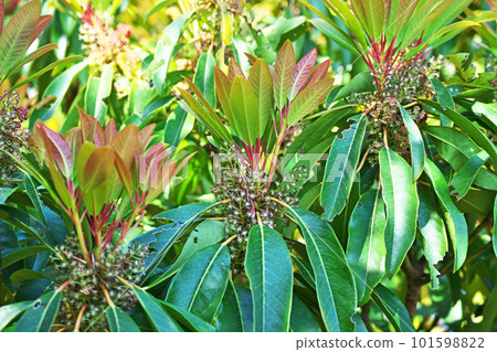 Blooming male flowers of Yuzuriha (spring, April) Blooming male flowers of Yuzuriha (spring, April) 101598822