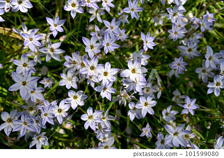 哈納花花 101599080