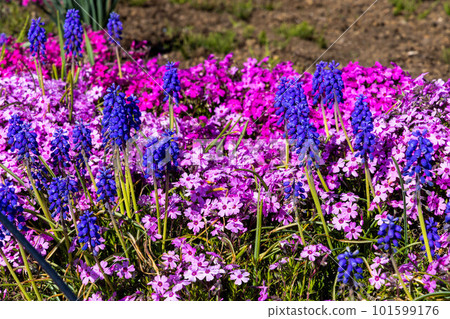 Blooming in the spring park 101599176