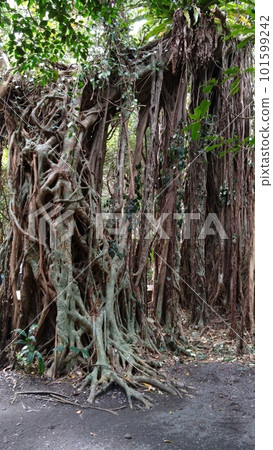 榕樹的根從樹枝上垂下，鋪開大地 101599242
