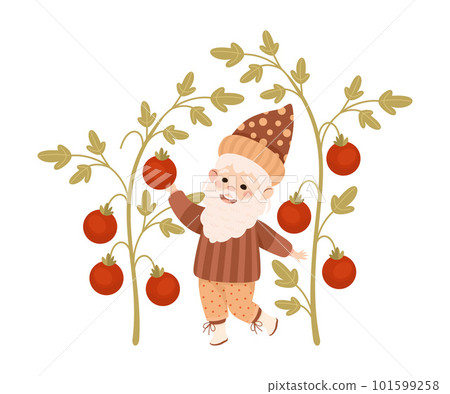 Cute garden gnome picking red ripe tomatoes. Happy smiling fairy tale bearded garden dwarf elf working in garden cartoon vector illustration 101599258
