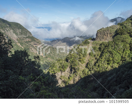 View of mossy tree at valley with village El Cedro, foggy green hill at mist laurisilva forest of the Garajonay National Park. Hiking trail at La Gomera, Canary Islands, Spain. View of mossy tree at valley with village El Cedro, foggy green hill at mist laurisilva forest of the Garajonay National Park. Hiking trail at La Gomera, Canary Islands, Spain. 101599505