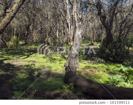 Small clearing in lush evergreen laurisilva forest with mossy trees at the Garajonay National Park, La Gomera, Canary Islands, Spain. Mysterious fairytale magical nature scenery. UNESCO World Heritage 101599511