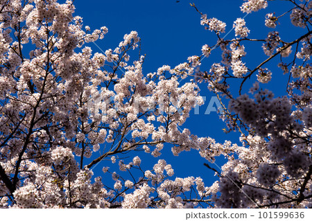 Cherry blossoms in full bloom shining in the blue sky Cherry blossoms in full bloom shining in the blue sky 101599636