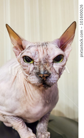 Cute cat of the Sphinx breed. A naked cat. A cat without fur Cute cat of the Sphinx breed. A naked cat. A cat without fur 101600026