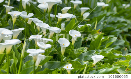 海芋，花苔，台灣，情人，情人，母親節，馬蹄蓮，花，台灣，情人節，情侶， 101600065