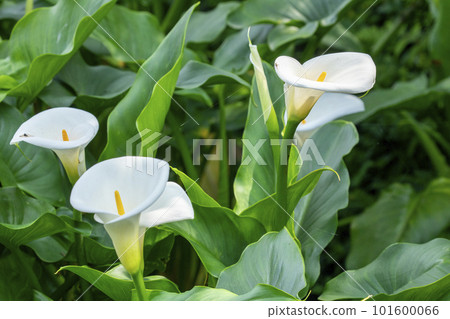 海芋，花苔，台灣，情人，情人，母親節，馬蹄蓮，花，台灣，情人節，情侶， 101600066