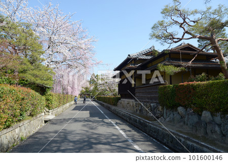 Cherry blossoms around Nanzenji Temple, Sakyo Ward, Kyoto City 101600146