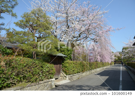 京都市左京區南禪寺周邊的櫻花 101600149