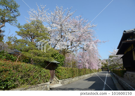 Cherry blossoms around Nanzenji Temple, Sakyo Ward, Kyoto City 101600150